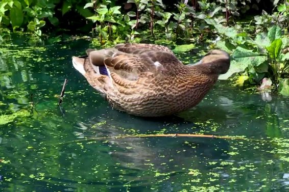 Ducklings in Bishops Park